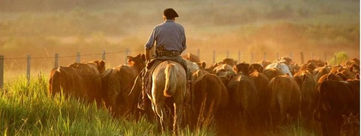 Un gaucho et son troupeau en Argentine, terre de maté